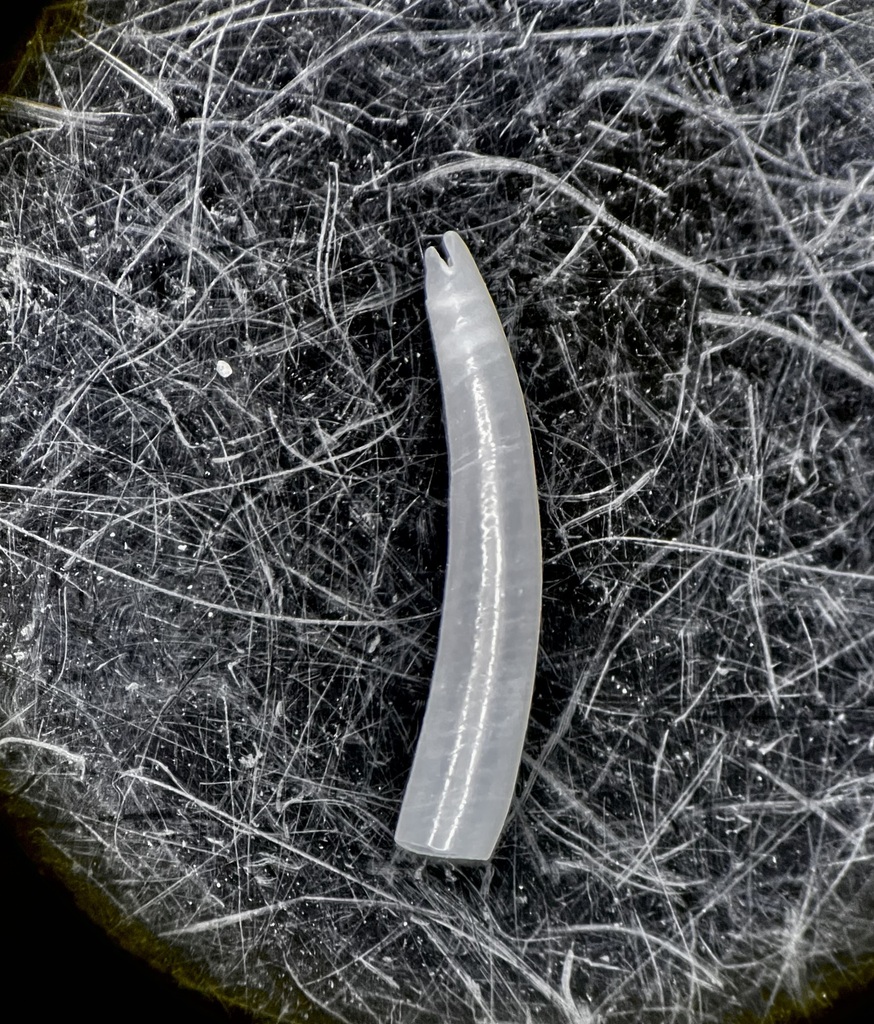 Polyschides tetraschistus