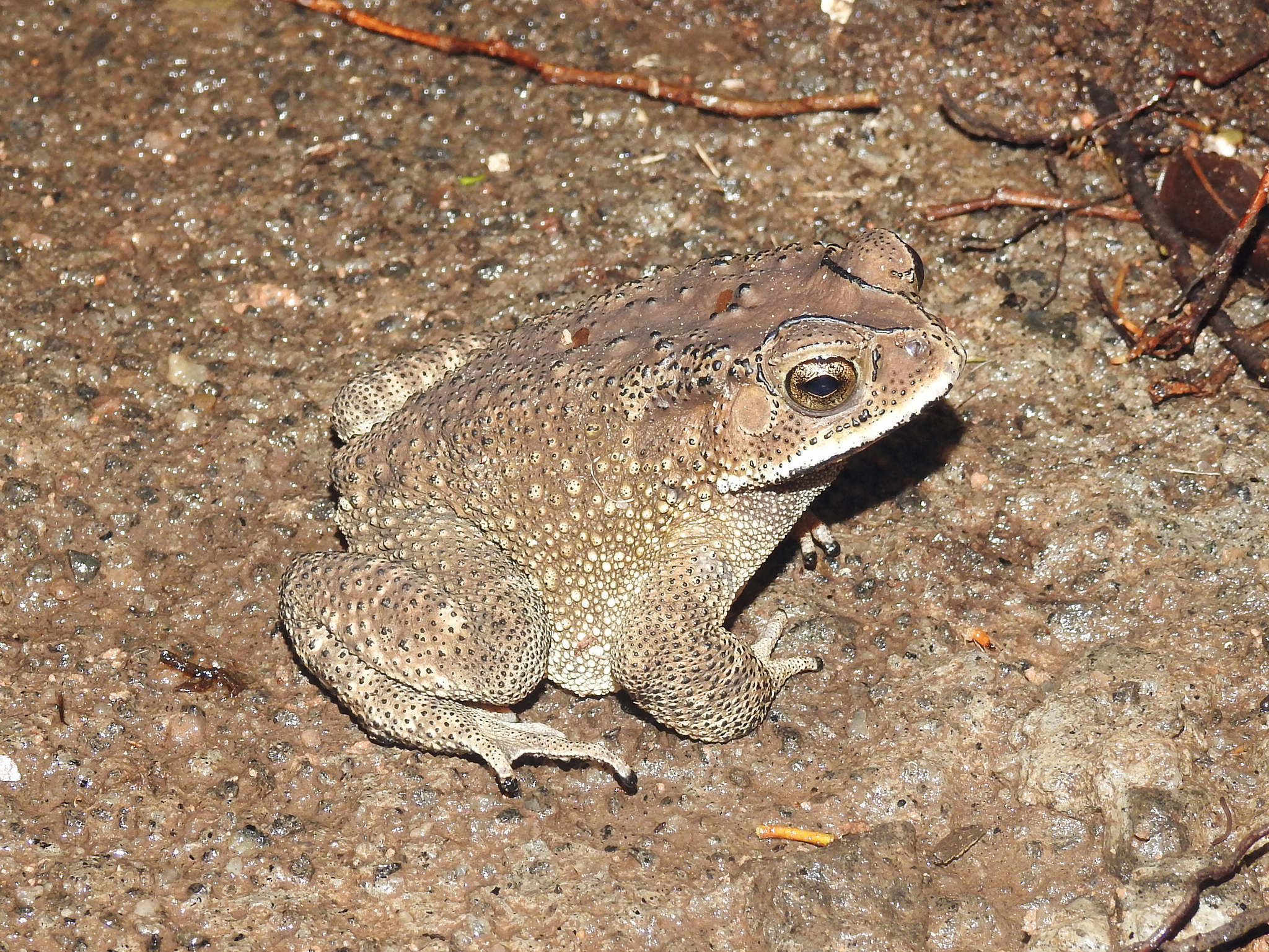 Indian Common True Toad