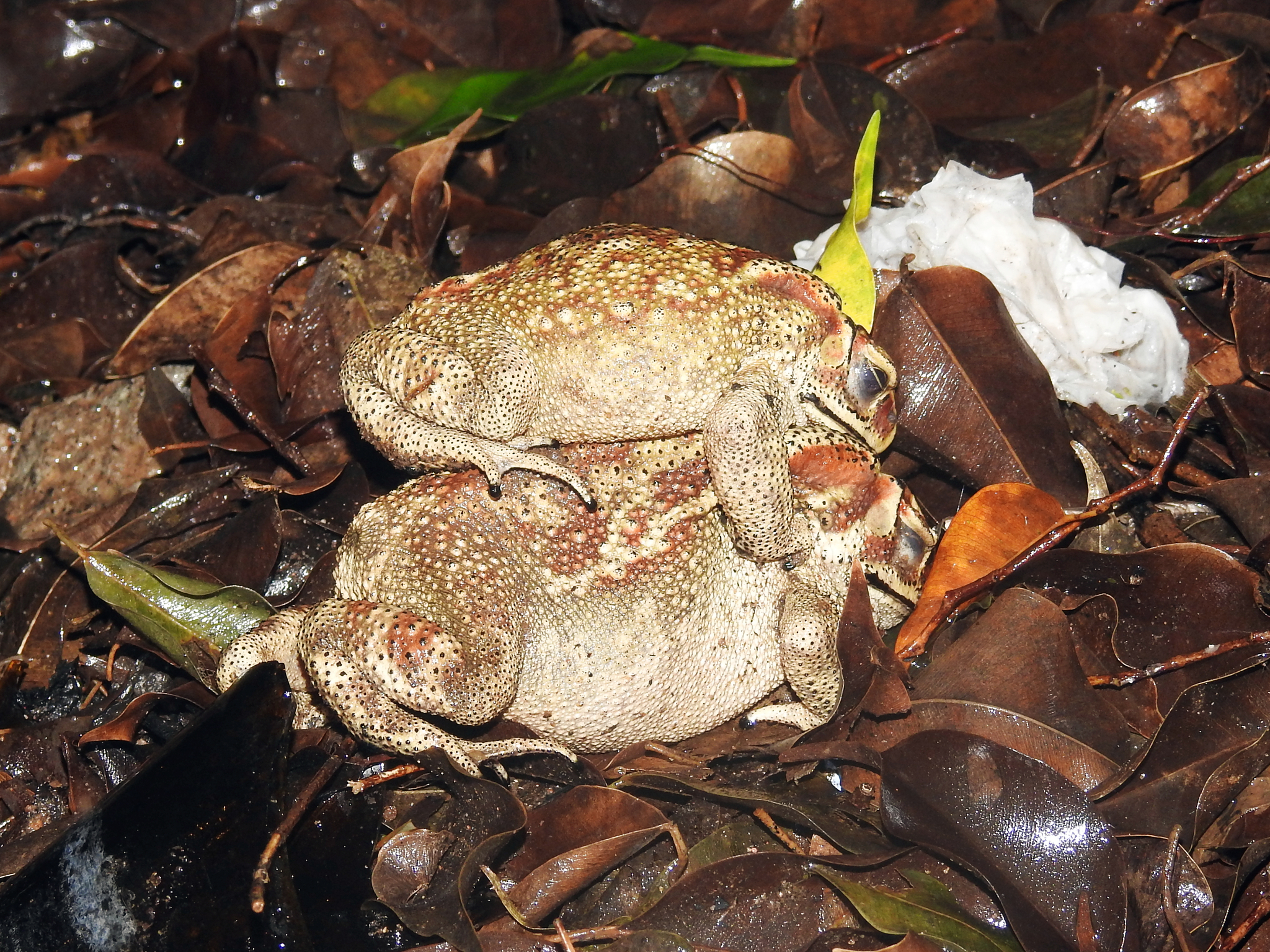 Indian Common True Toad