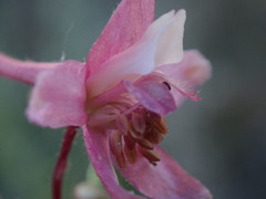 Delphinium purpusii