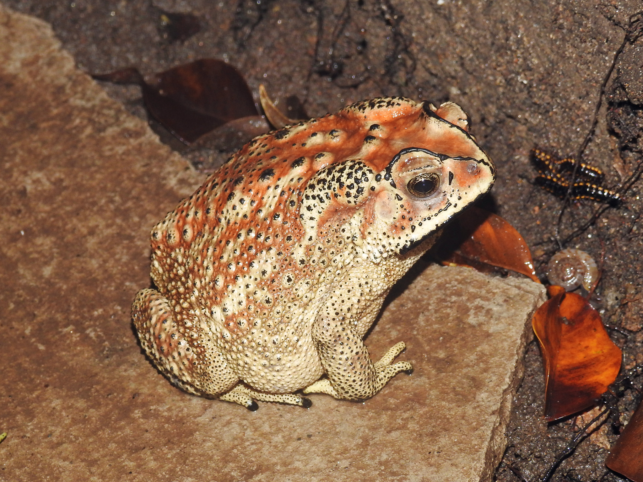 Indian Common True Toad
