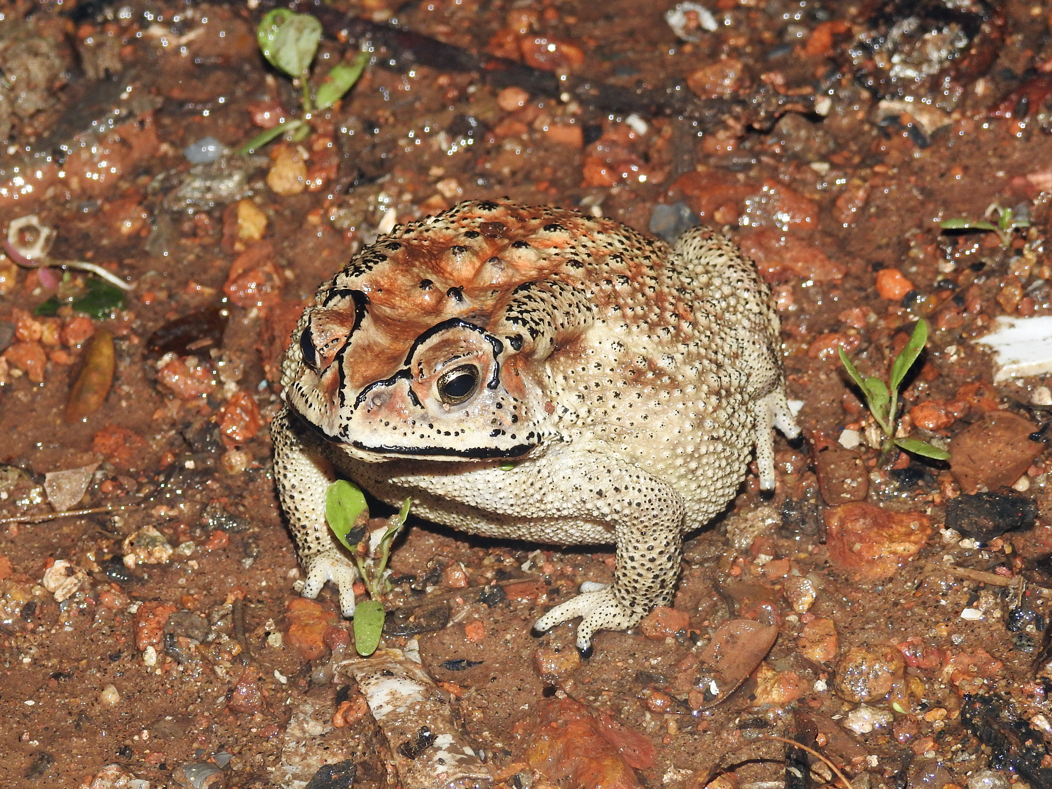 Indian Common True Toad