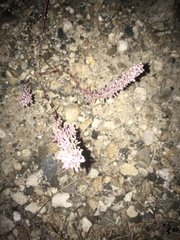 Halogeton glomeratus