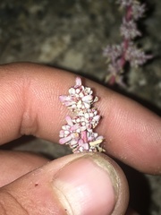 Halogeton glomeratus