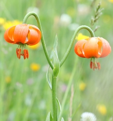 Lilium carniolicum
