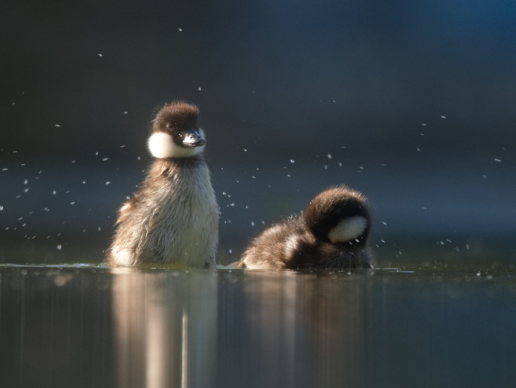 Common Goldeneye