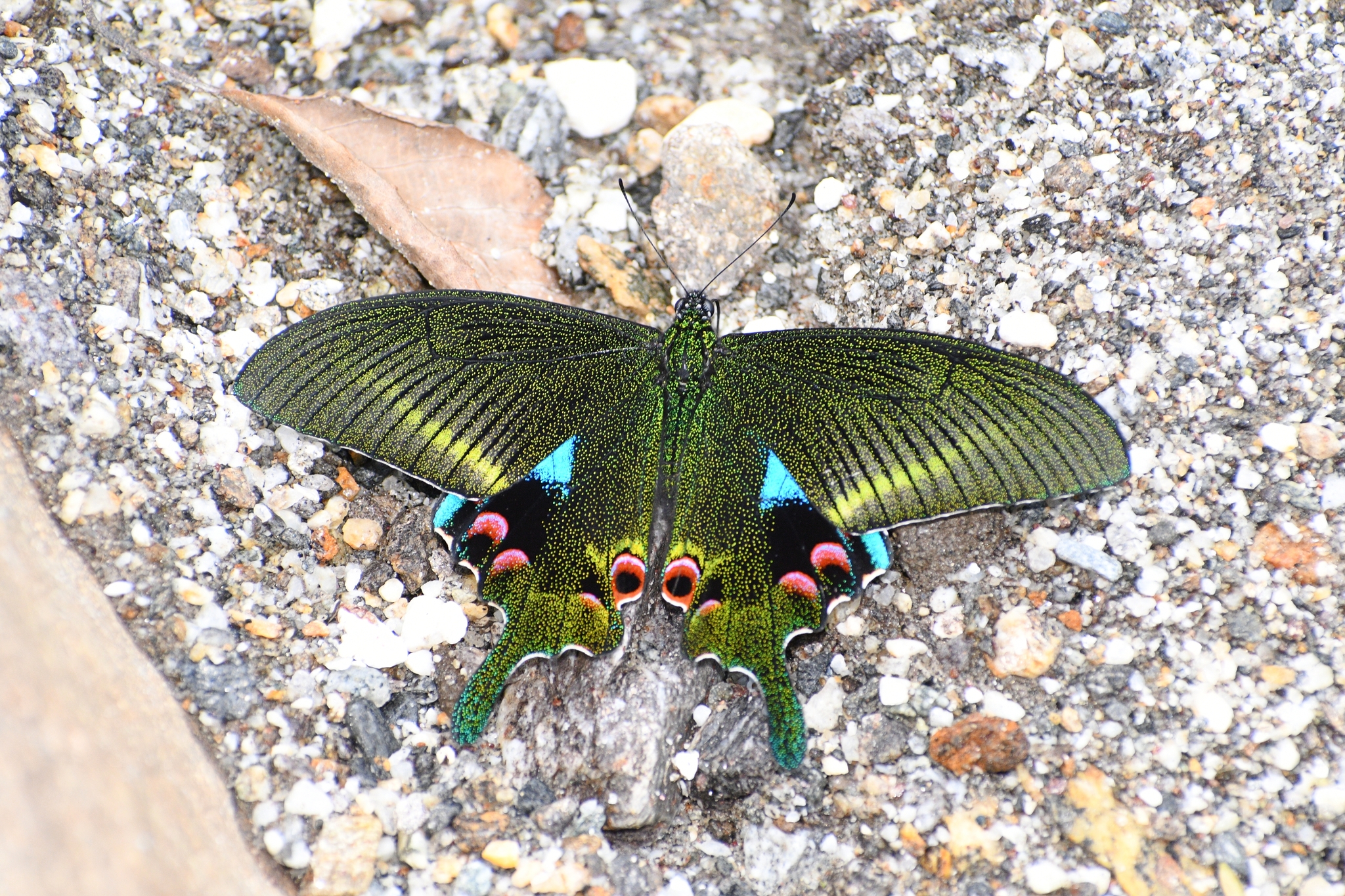 Blue Peacock