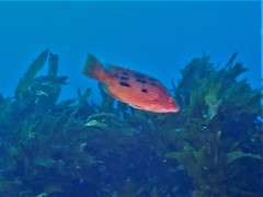 Bodianus unimaculatus