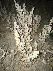 Halogeton glomeratus
