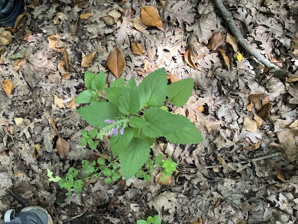 Large skullcap