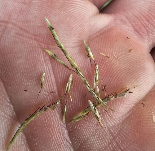 Bothriochloa bladhii iNat (3)