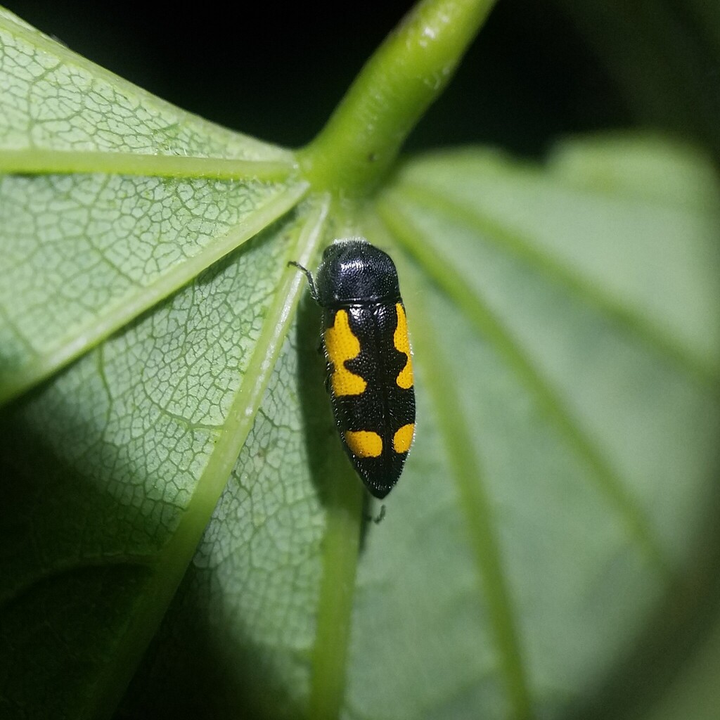 Redbud Borer