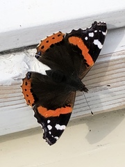 Vanessa atalanta