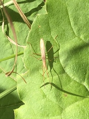 Protenor belfragei