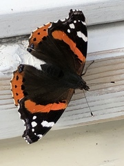 Vanessa atalanta