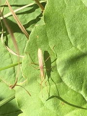 Protenor belfragei