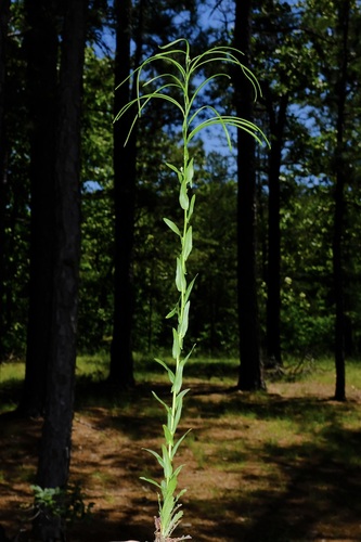Green Rockcress (Borodinia missouriensis)