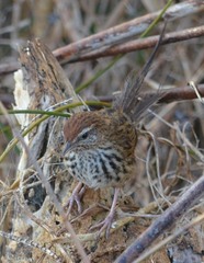 Poodytes punctatus vealeae