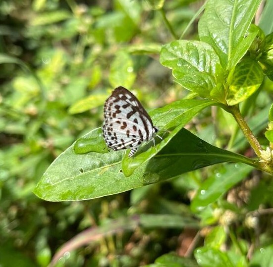 Common Pierrot
