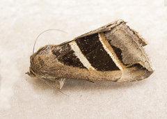 Grammodes bifasciata