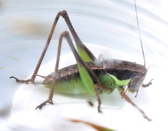 Pholidoptera littoralis