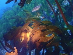 Pseudolabrus luculentus