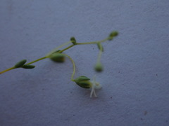 Nemacladus sigmoideus