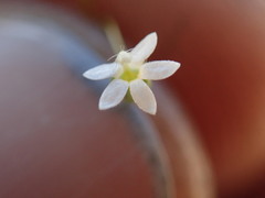 Nemacladus sigmoideus