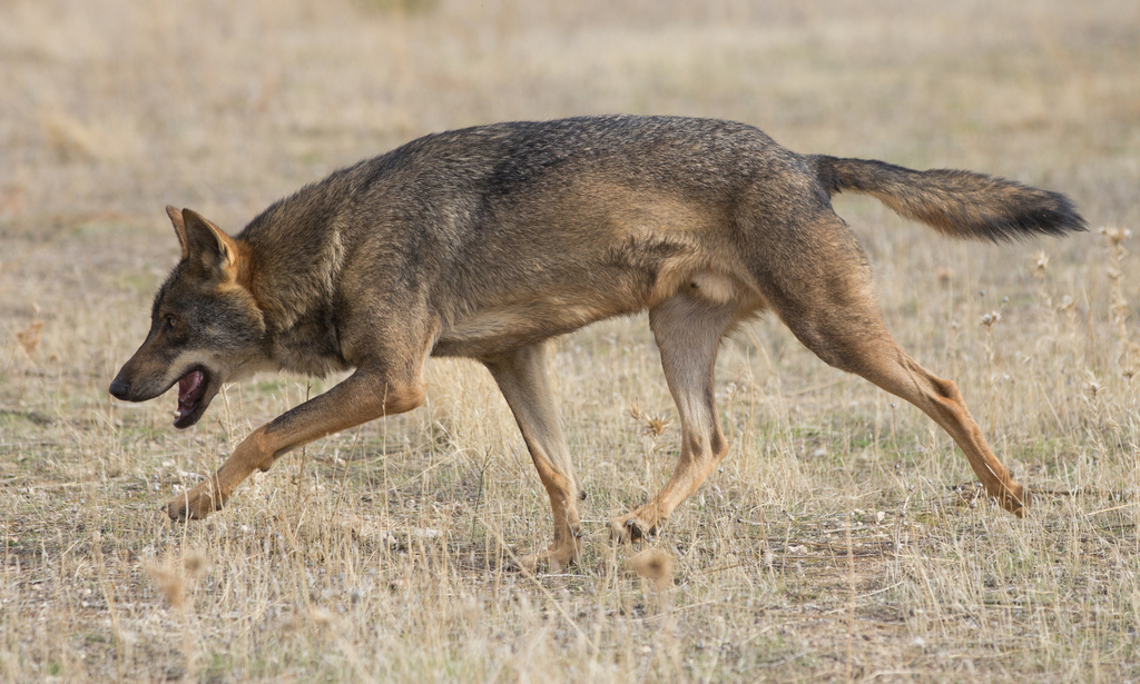 Wolf