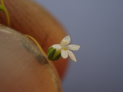 Nemacladus sigmoideus