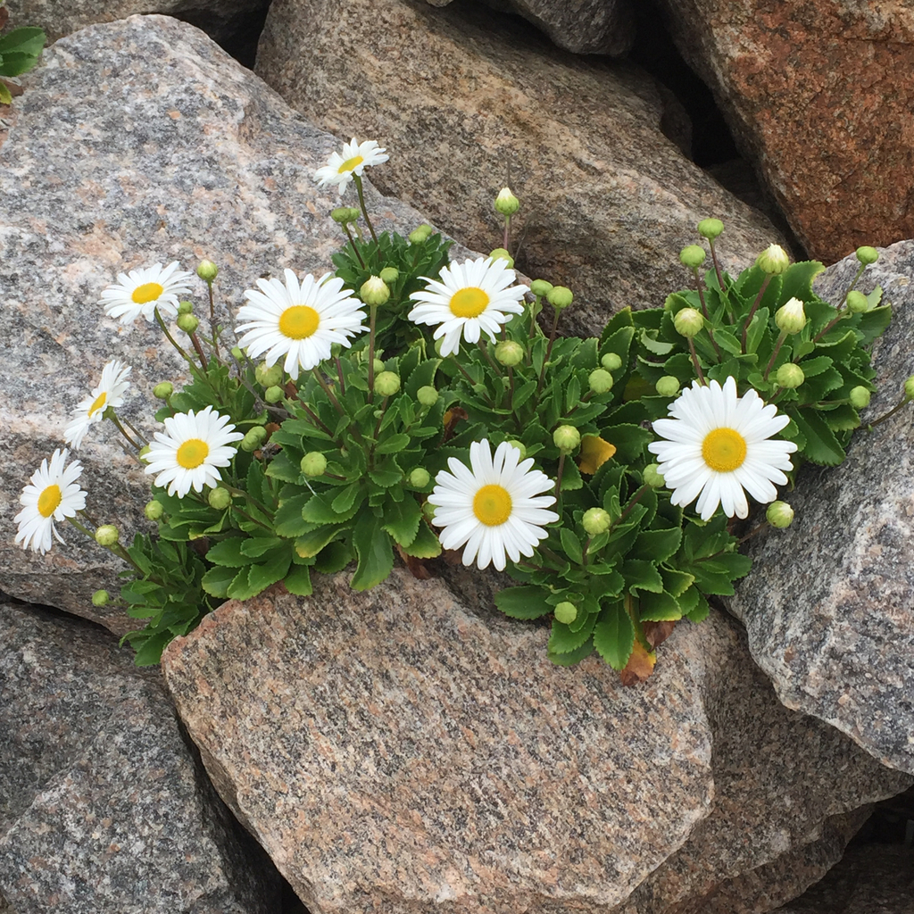 Nipponanthemum nipponicum — a medium houseplant, prefers full sun light