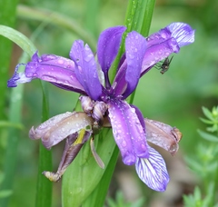 Iris graminea