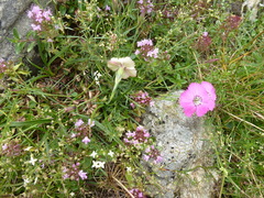 Dianthus pavonius