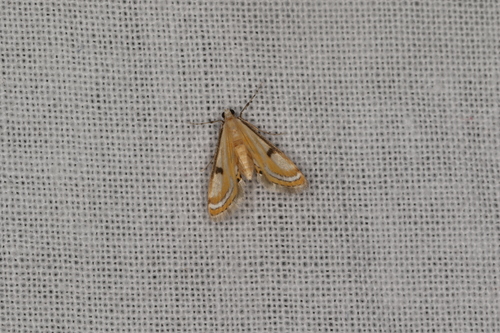 Genus Tetrernia · iNaturalist