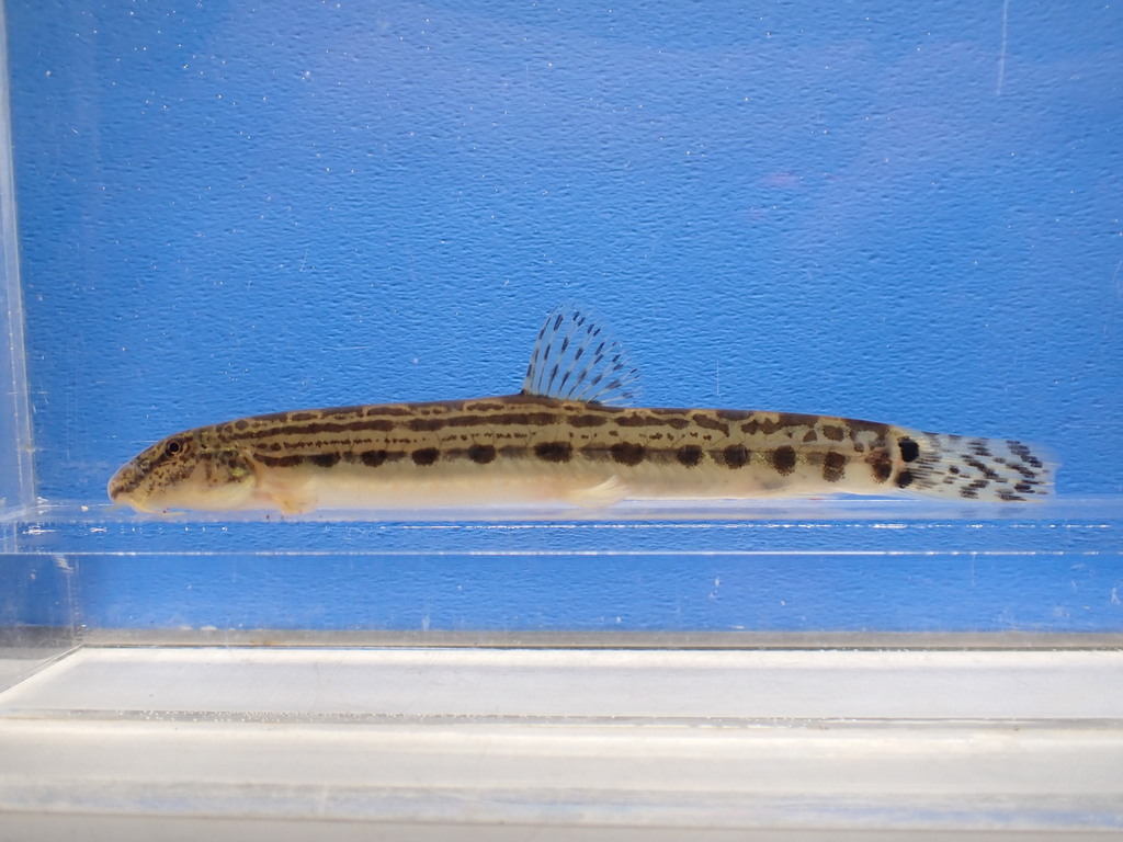 Oyodo Spined Loach