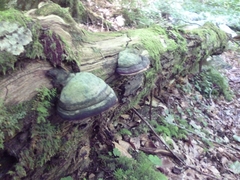 Fungi