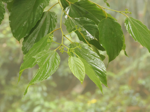 Hovenia trichocarpa iNat (2)