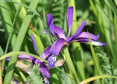 Iris graminea