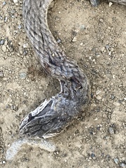 Cubophis cantherigerus