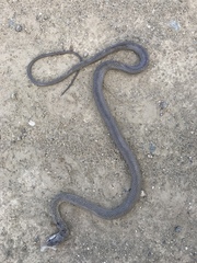 Cubophis cantherigerus