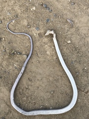 Cubophis cantherigerus