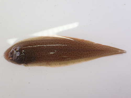 Shortnose tongue sole (Cynoglossus abbreviatus) — Cynoglossidae — 5