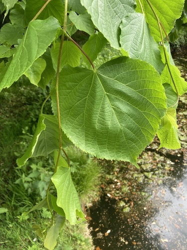 Tilia platyphyllos