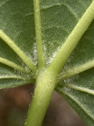 Tilia platyphyllos