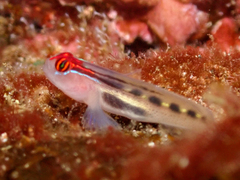 Redhead Goby photo 5