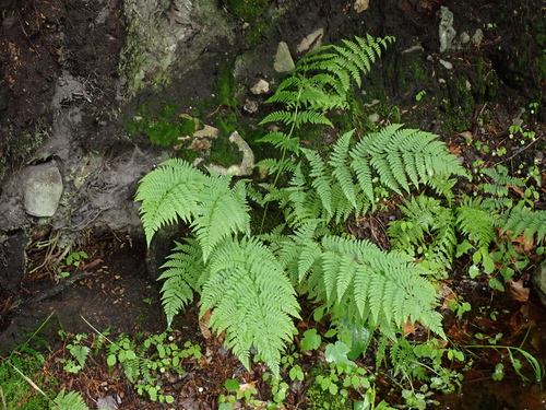 spinulose wood fern