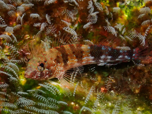 Fishgod Blenny