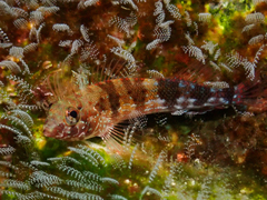 Fishgod Blenny photo 4