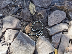 Homoroselaps lacteus