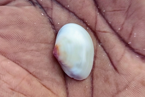 Meretrix casta observed 2025-05-22